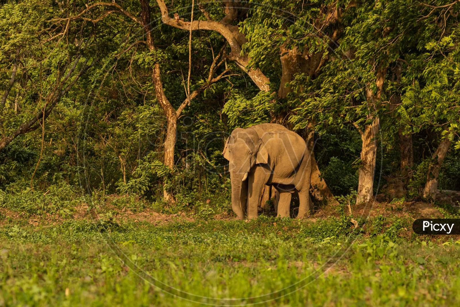 A selective focus image of a wild Asian Elephant with tusks standing at the edge of a jungle at a National park at West Bengal India