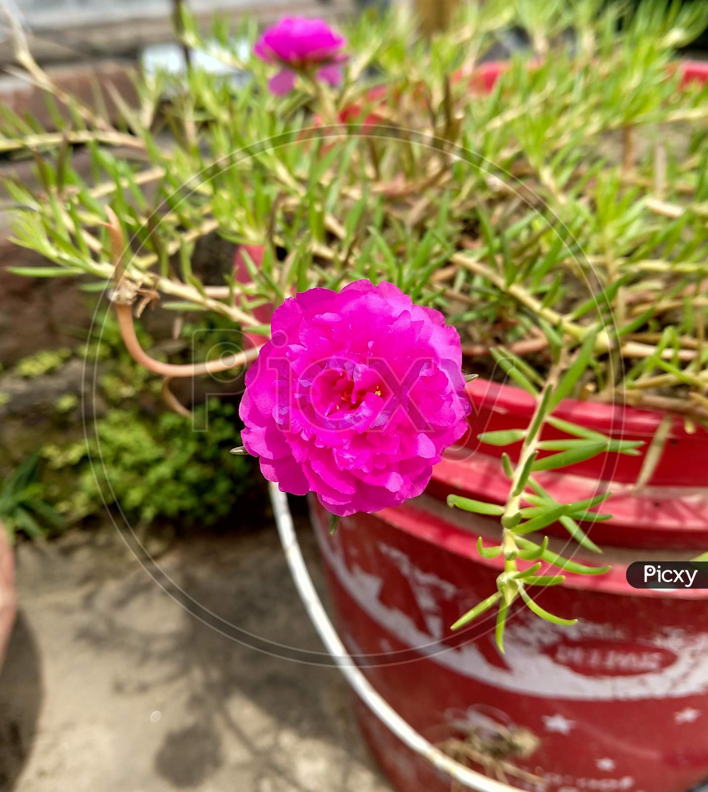 A Pink Portulaca Grandiflora Commonly Known As Moss Rose Blooming In A Tub With Blurry Background