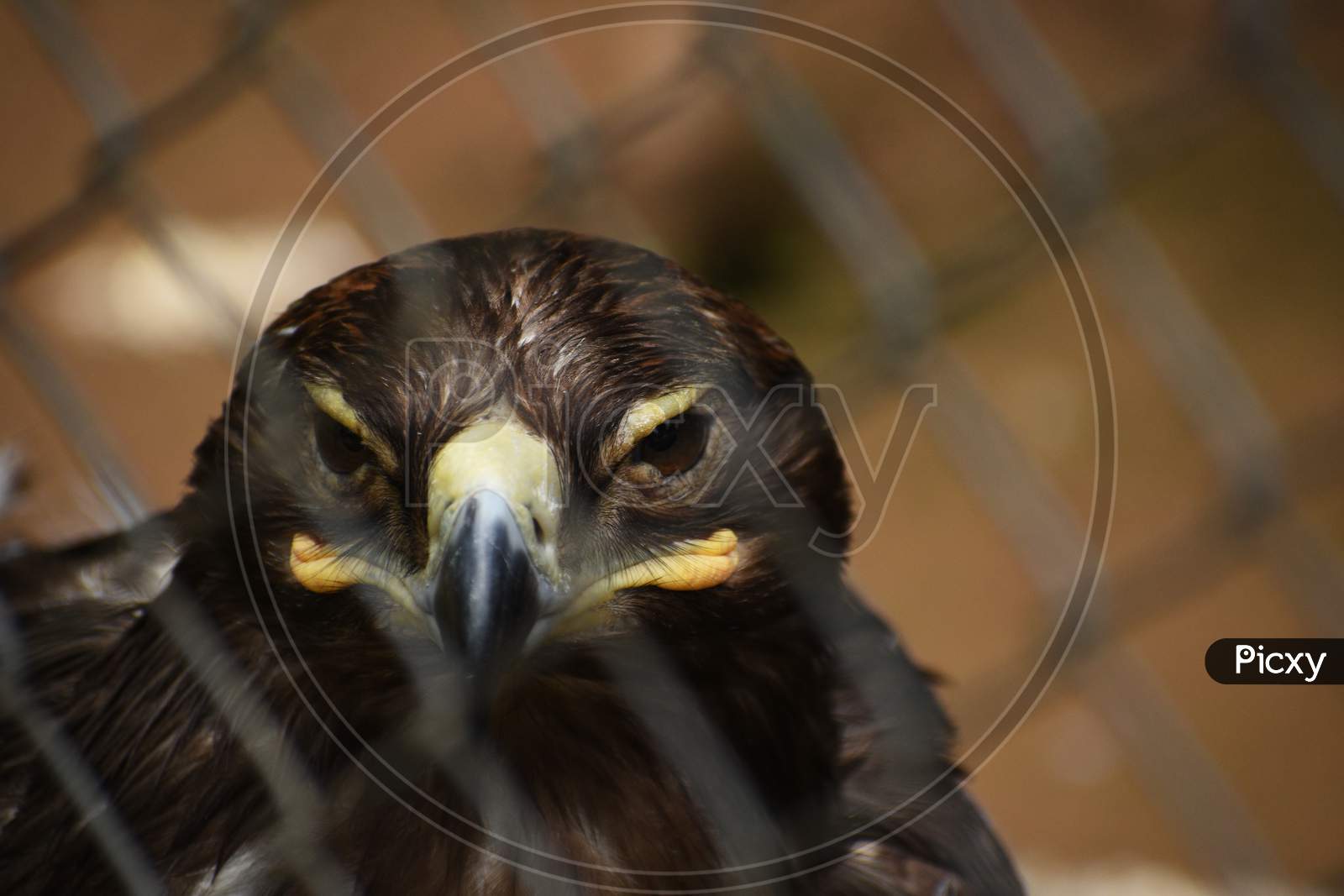 A Beautiful Golden Eagle In The Cage of A Zoo