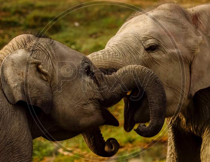 Two baby elephants playing with trunks
