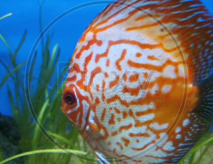 Checkerboard discus fish in the aquarium