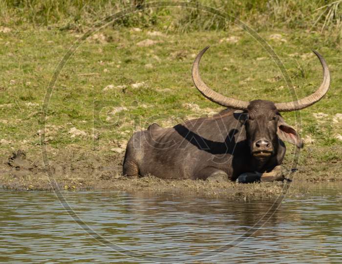 a wild water buffalo siting inside water
