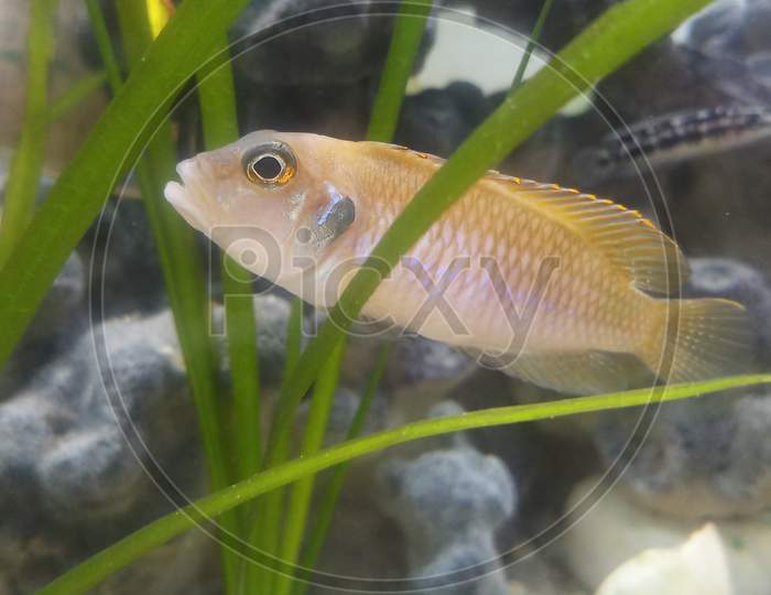 Occellatous gold tanganyika shell dweller fish in aquarium