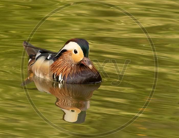 Male Mandarin Duck On Green Water
