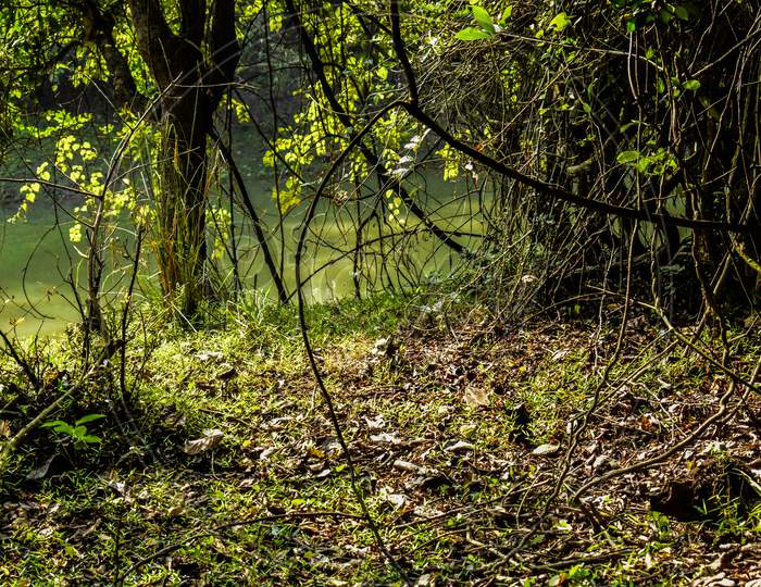 Beautiful scene of green vegetation from a Jungle on Assam