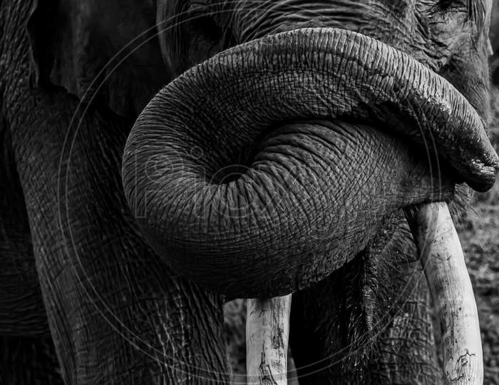 a close up image of a wild Asian Elephant