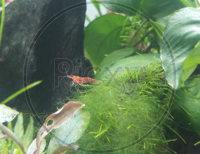 Red cherry shrimp eating algae in planted aquarium