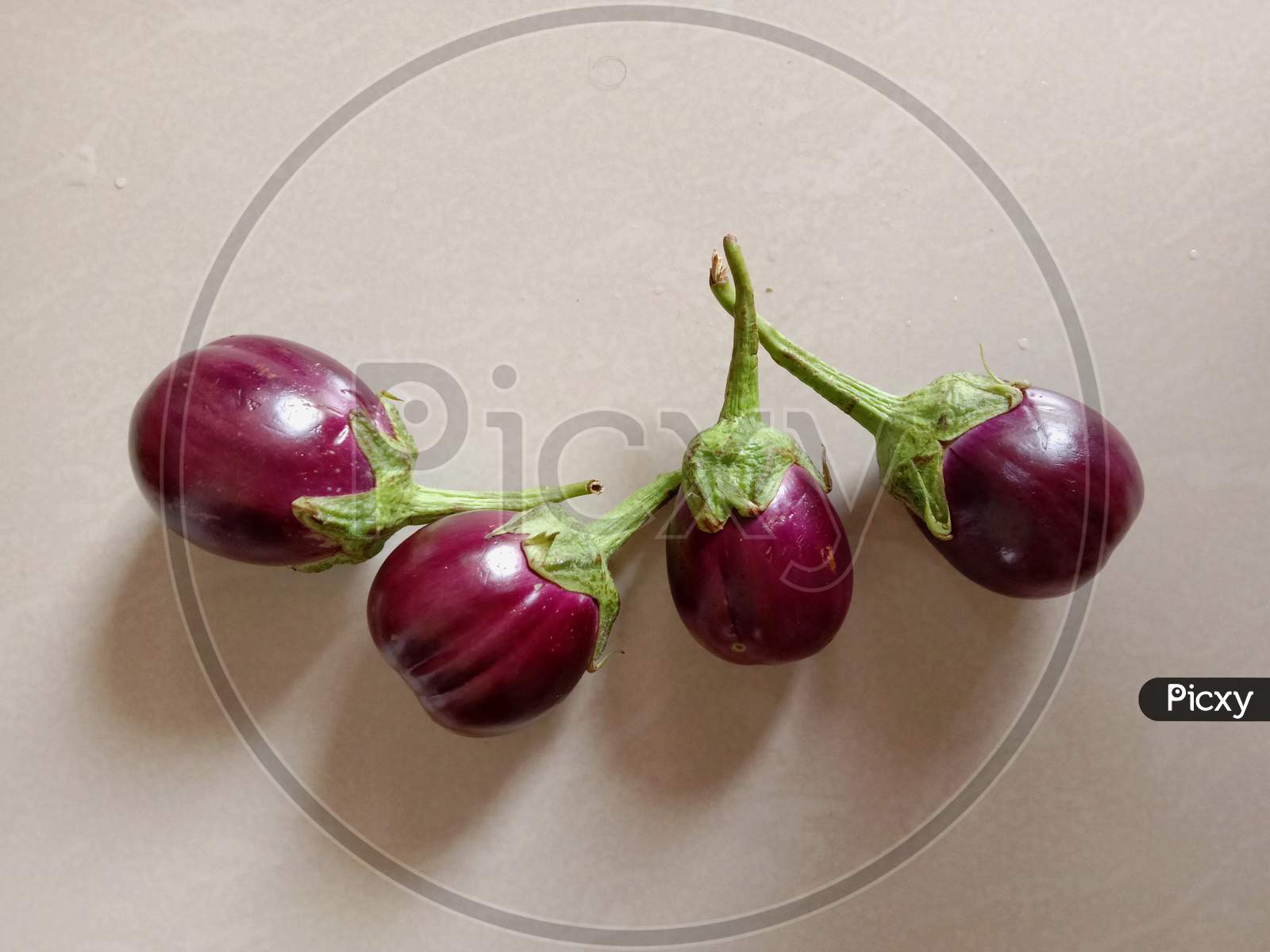 Purple Colored Healthy Indian Vegetable  Brinjal Or Eggplant