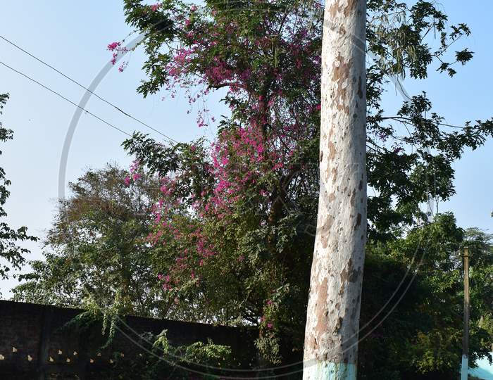 A white tree with pink flowers
