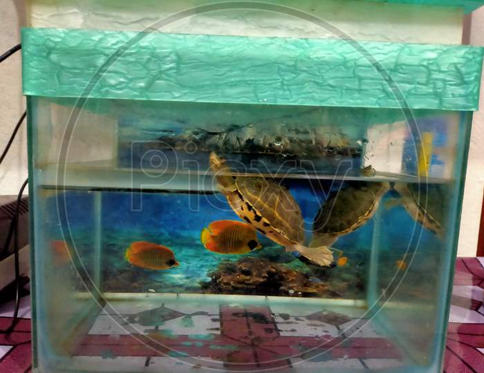 Turtle in the aquarium