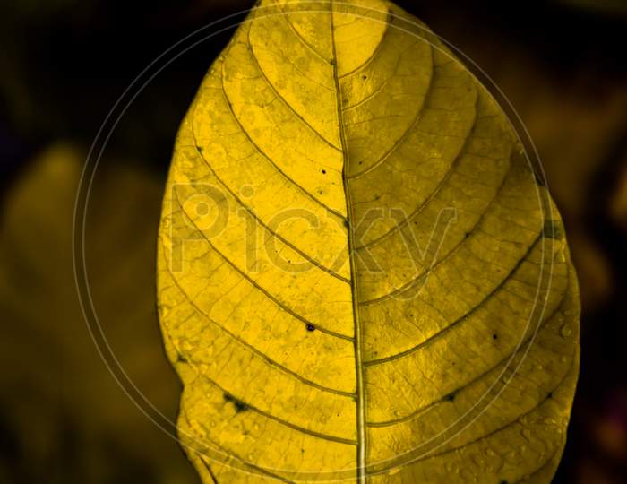 The fallen leaf