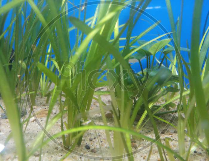 Vallisneria nana grass aquarium plant growing in river sand in aquarium