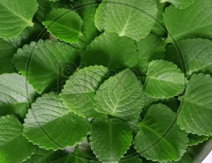 Fresh Green Healthy Ajwain  Leaves Medicinal Herb