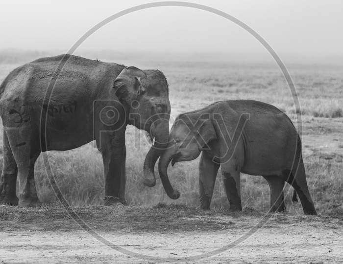 Image of two baby elephants with tusks playing together