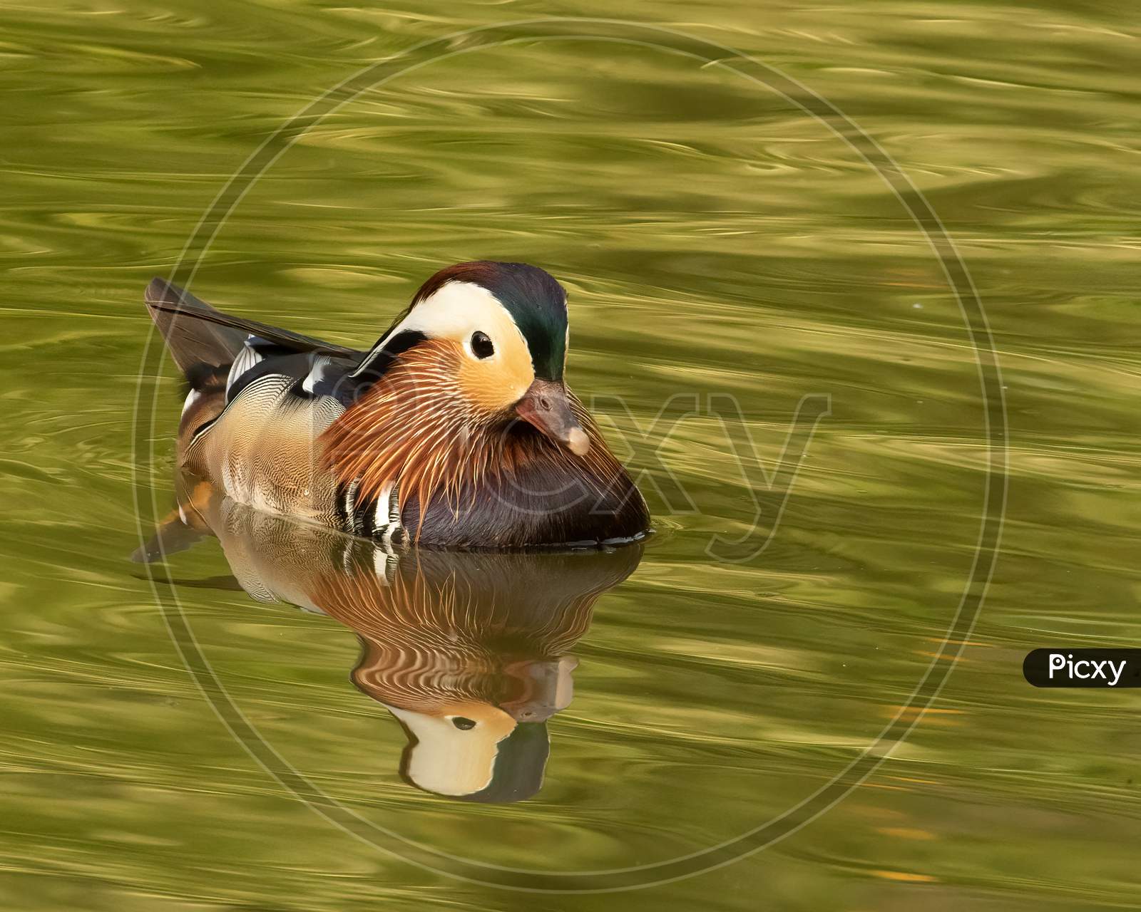Male Mandarin Duck On Green Water