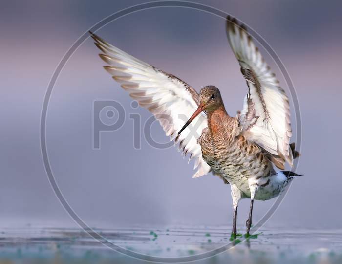 Black-Tailed Godwit Opening Wings