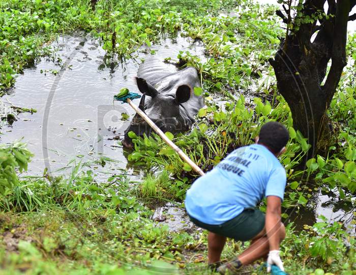 An official tries to feed a rhino after it strayed from the flood-affected areas in the Kaziranga National Park to the National Highway 37 in Nagaon, Assam on July 18, 2020