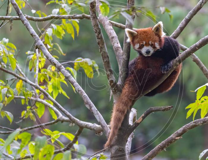 A red panda siting on a tree