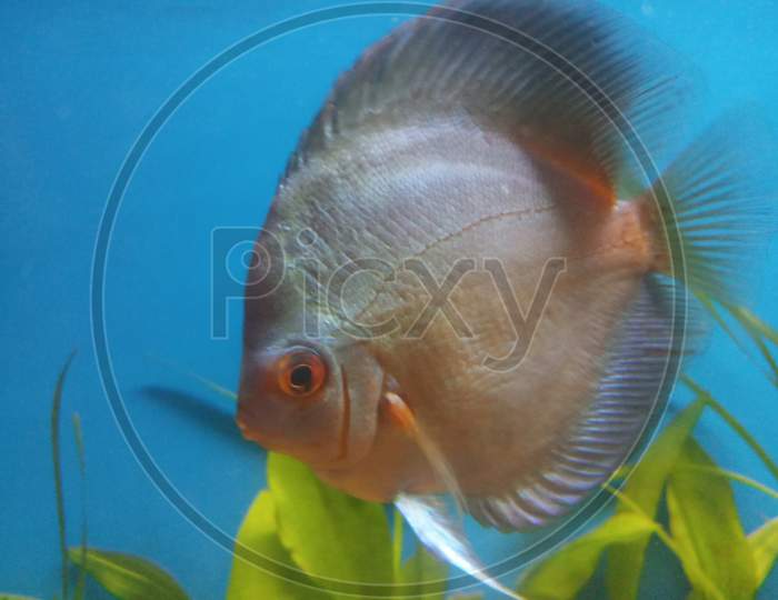 Blue diamond discus fish close up face in aquarium