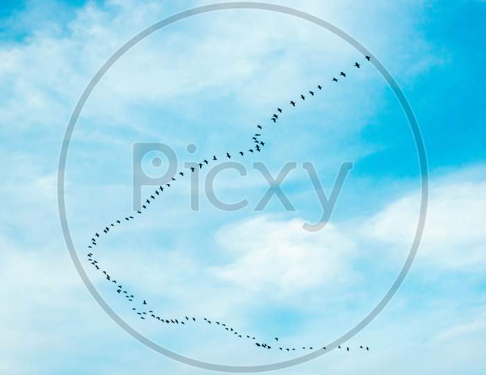 Beautifu Creation By Birds In The Blu Sky