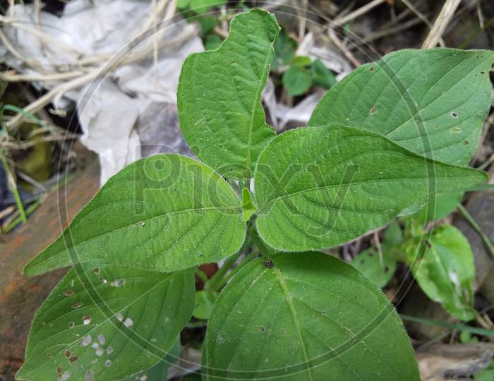 Green small tree leaf like betel leaf.