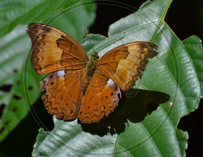 Brown Colored Butterfly Sitting On Green Plant, India, Kerala, Monsoon