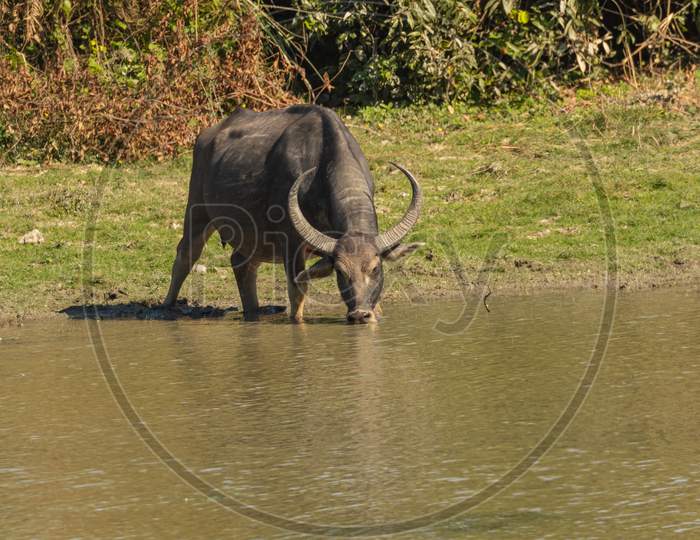 Wild water buffalo drinking water