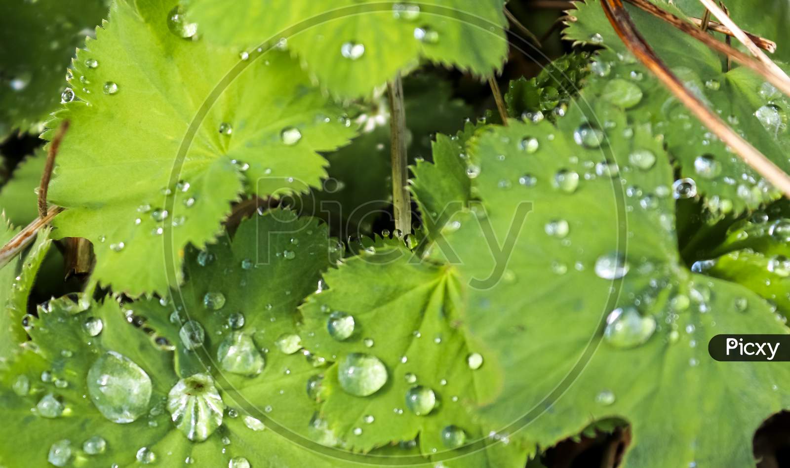 Fresh rain drops in close up view on green plants leaves and grass