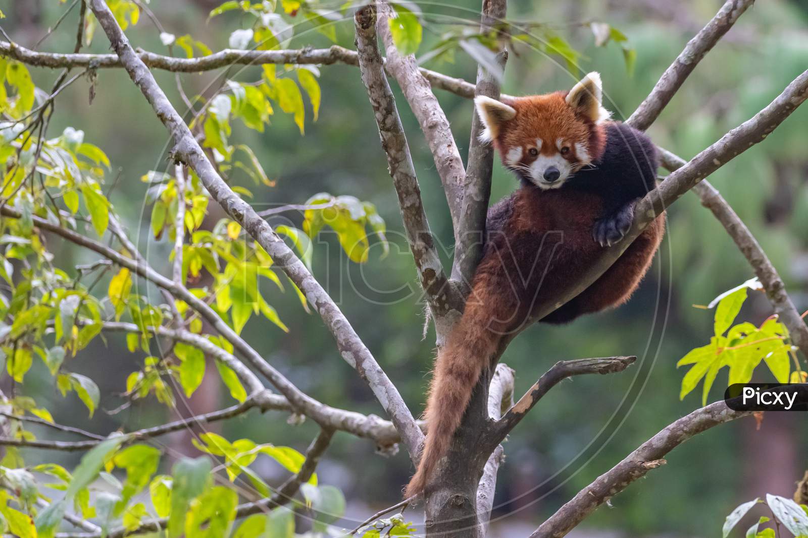 A red panda siting on a tree