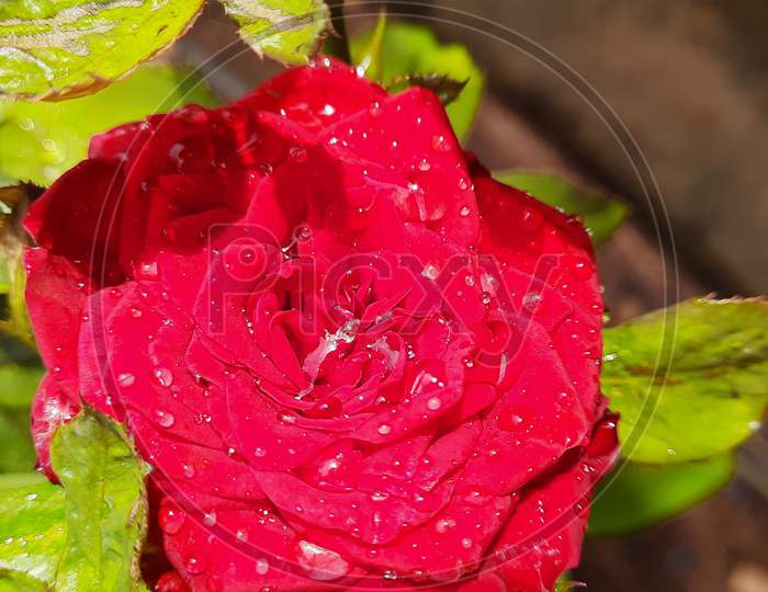 red rose flowers on water drops