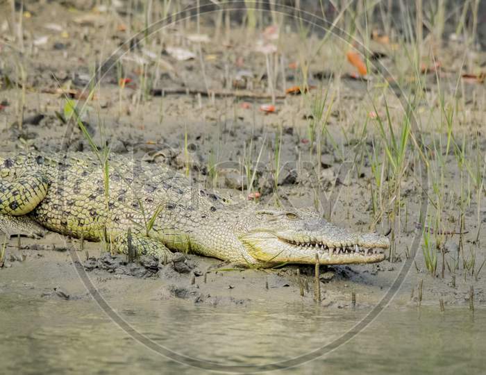 A Wild Crocodile Taking Sunbath At The Bank Of River .