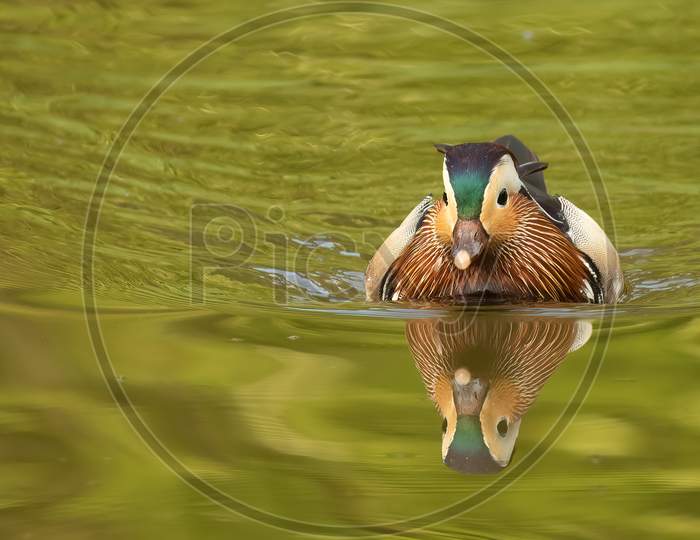 Male Mandarin Duck Swimming  Head On Green Water
