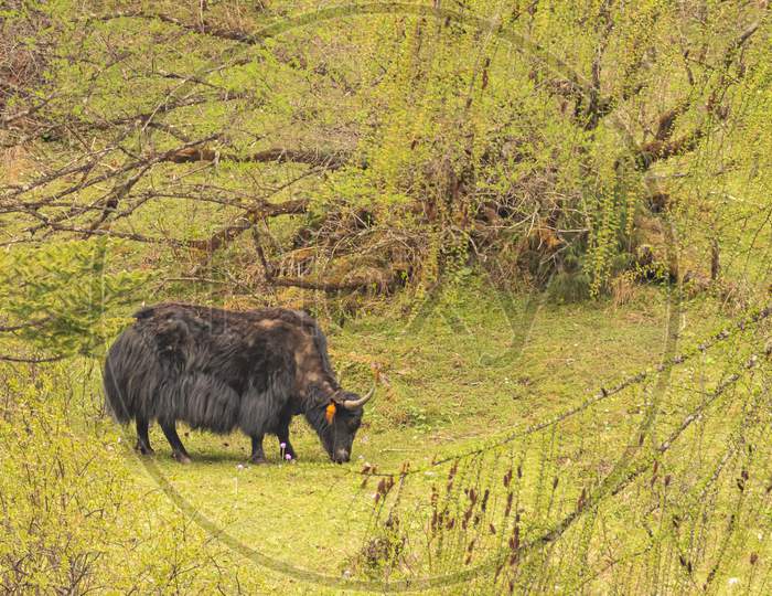 Images of domestic yak grazing