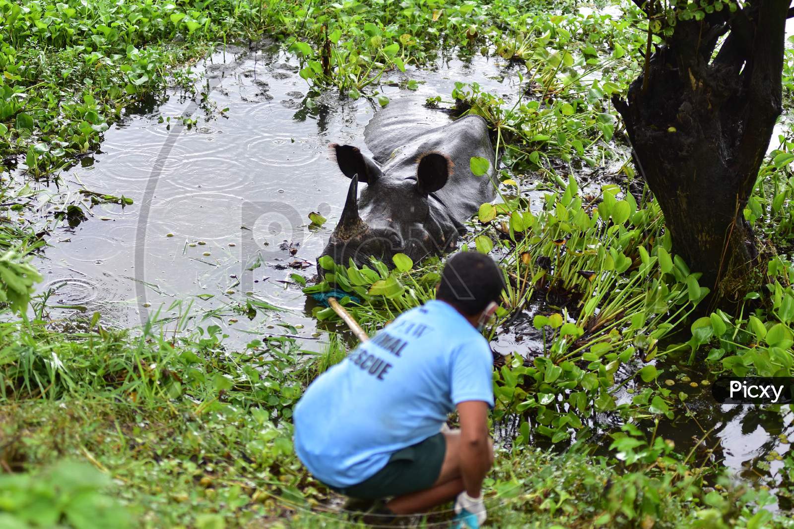 Forest officials try to feed a rhino who is resting near National Highway 37 after it strayed out of the flood-affected Kaziranga National Park in Nagaon, Assam on July 18, 2020