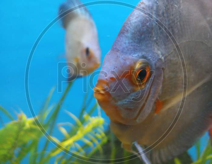 Blue diamond discus fish close up face in aquarium