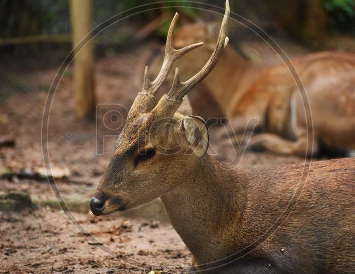 Beautiful Wild Deer Are Sitting In A Zoo