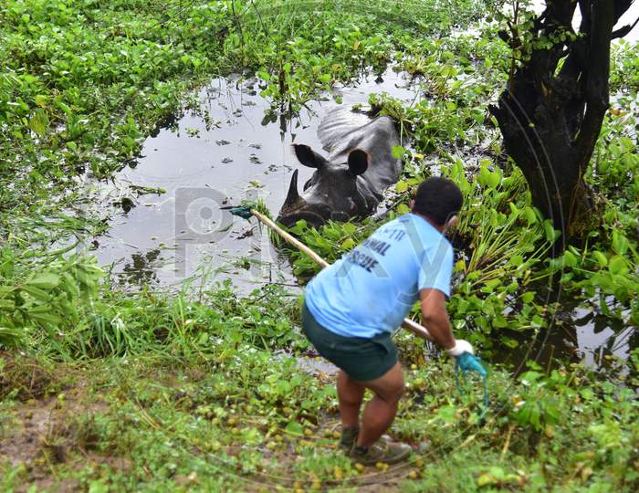 An official tries to feed a rhino after it strayed from the flood-affected areas in the Kaziranga National Park to the National Highway 37 in Nagaon, Assam on July 18, 2020