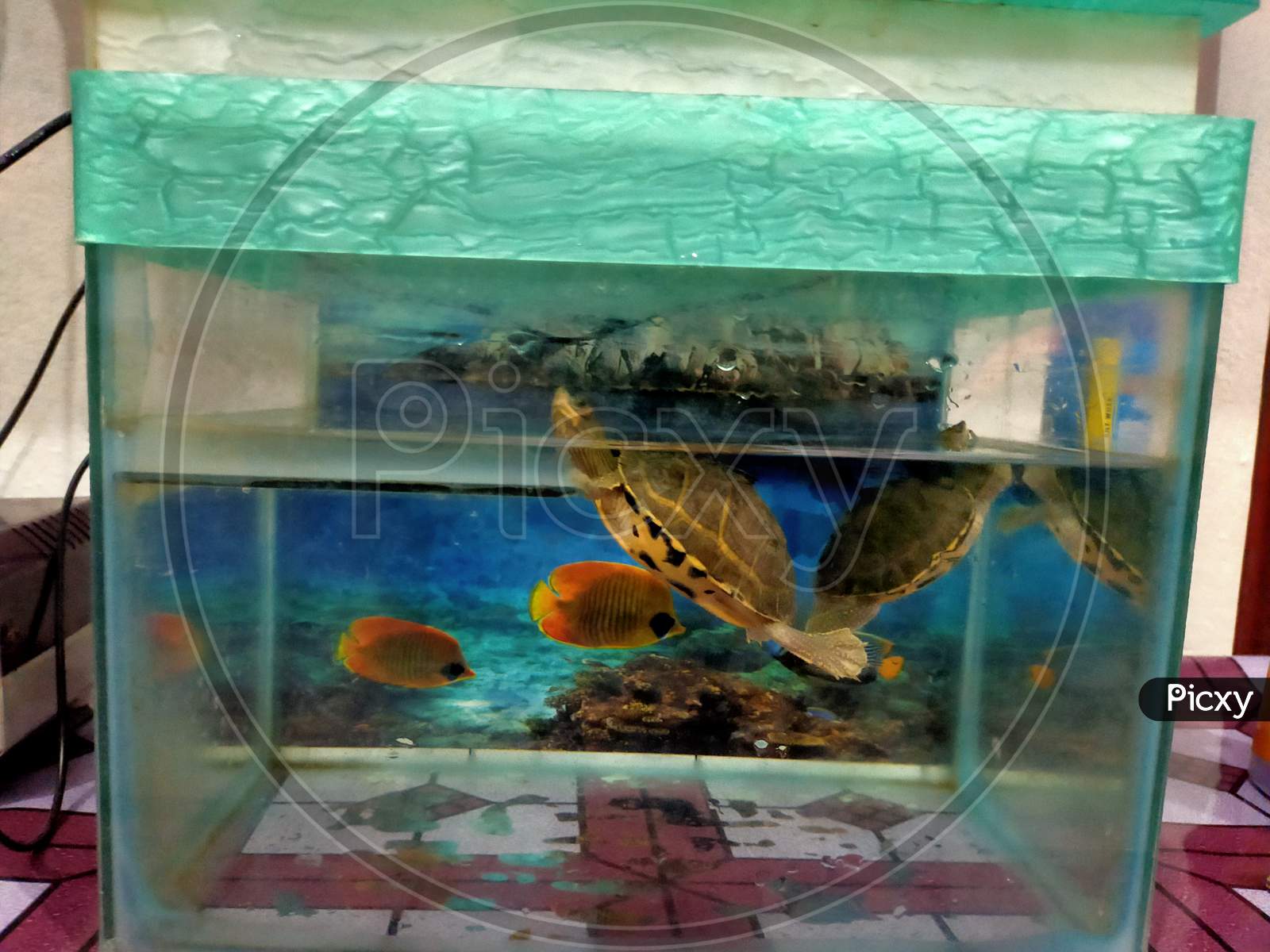 Turtle in the aquarium