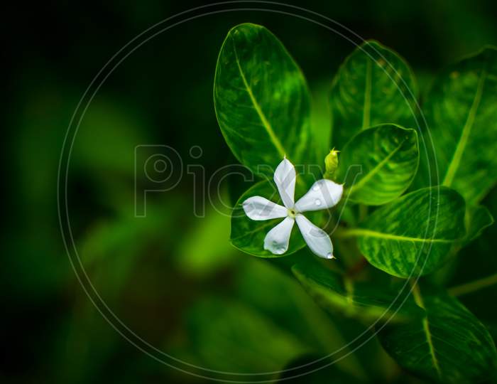 white flower and green back ground