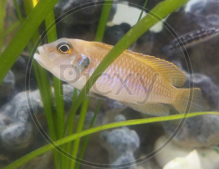 Occellatous gold tanganyika shell dweller fish in aquarium