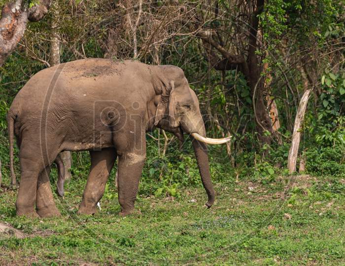 a wild Asian Elephant with tusks standing at the edge of a jungle