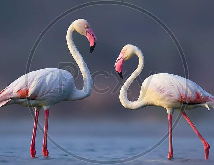 Greater Flamingo Bird Pair Standing Together In Lake