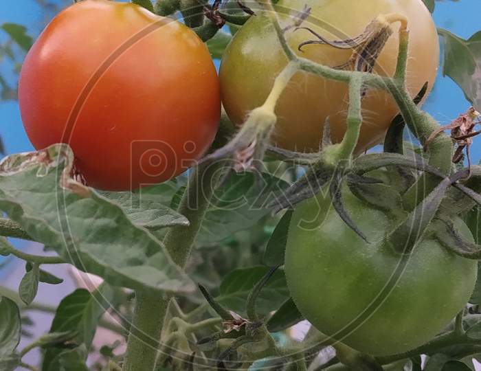 Country Tomato