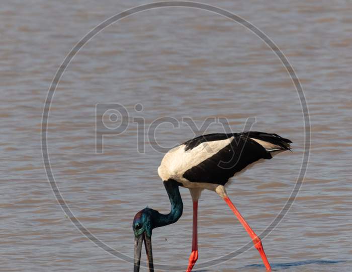 A black necked stork finding food with its long beak