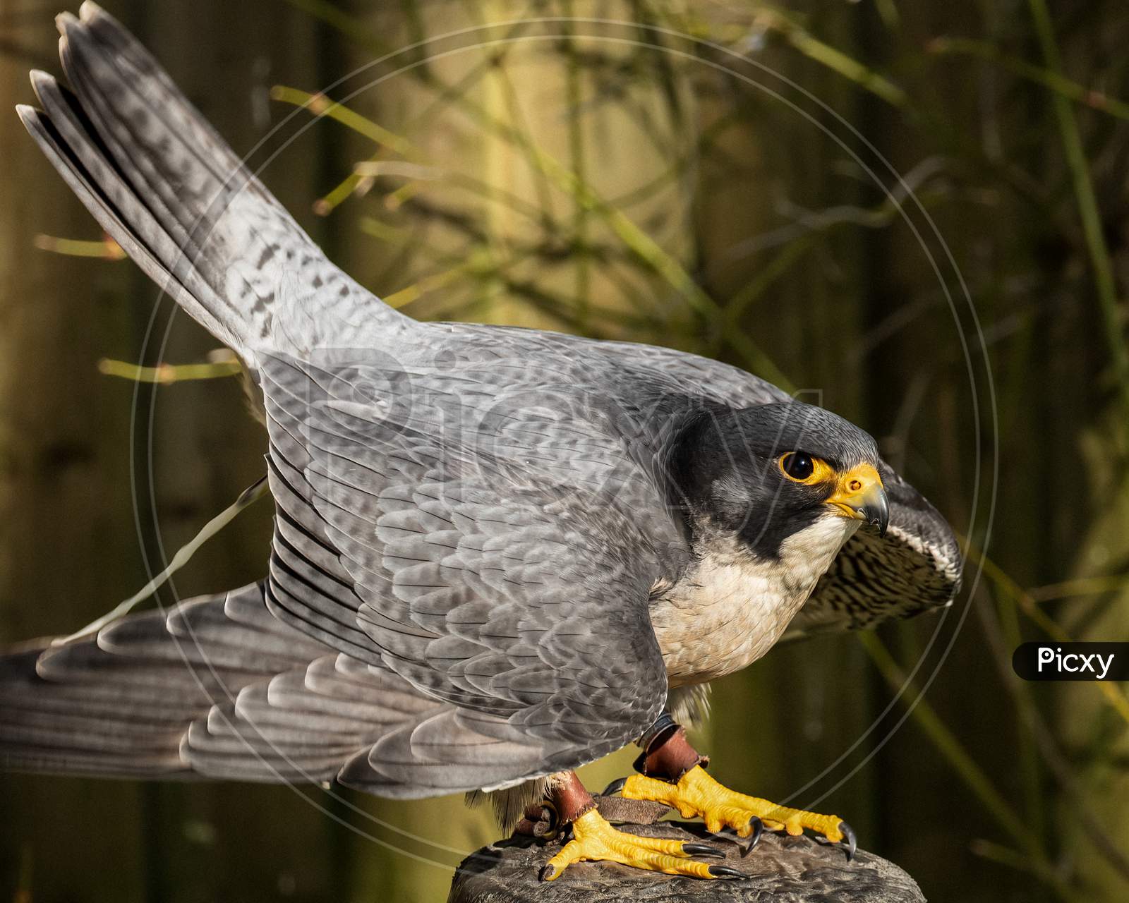 Peregrine Falcon. falco peregrinus, on block at falconry mews