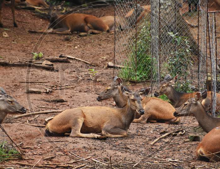 So Many Beautiful deer Are Sitting In A Zoo