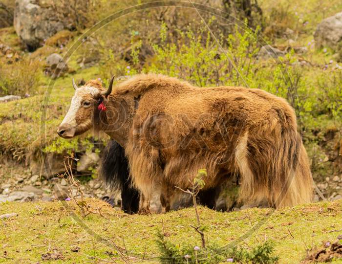 domestic yak also known as bos grunniens standing