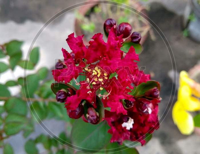 Beautiful Red Crape Myrtle Flower With Blurred Background