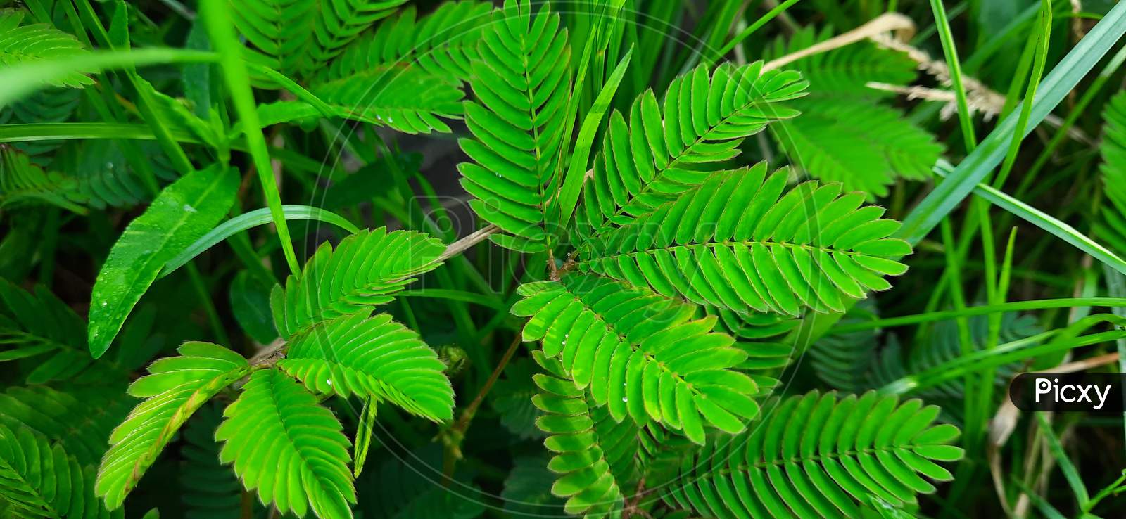 Mimosa pudica  or touch  me not leaf