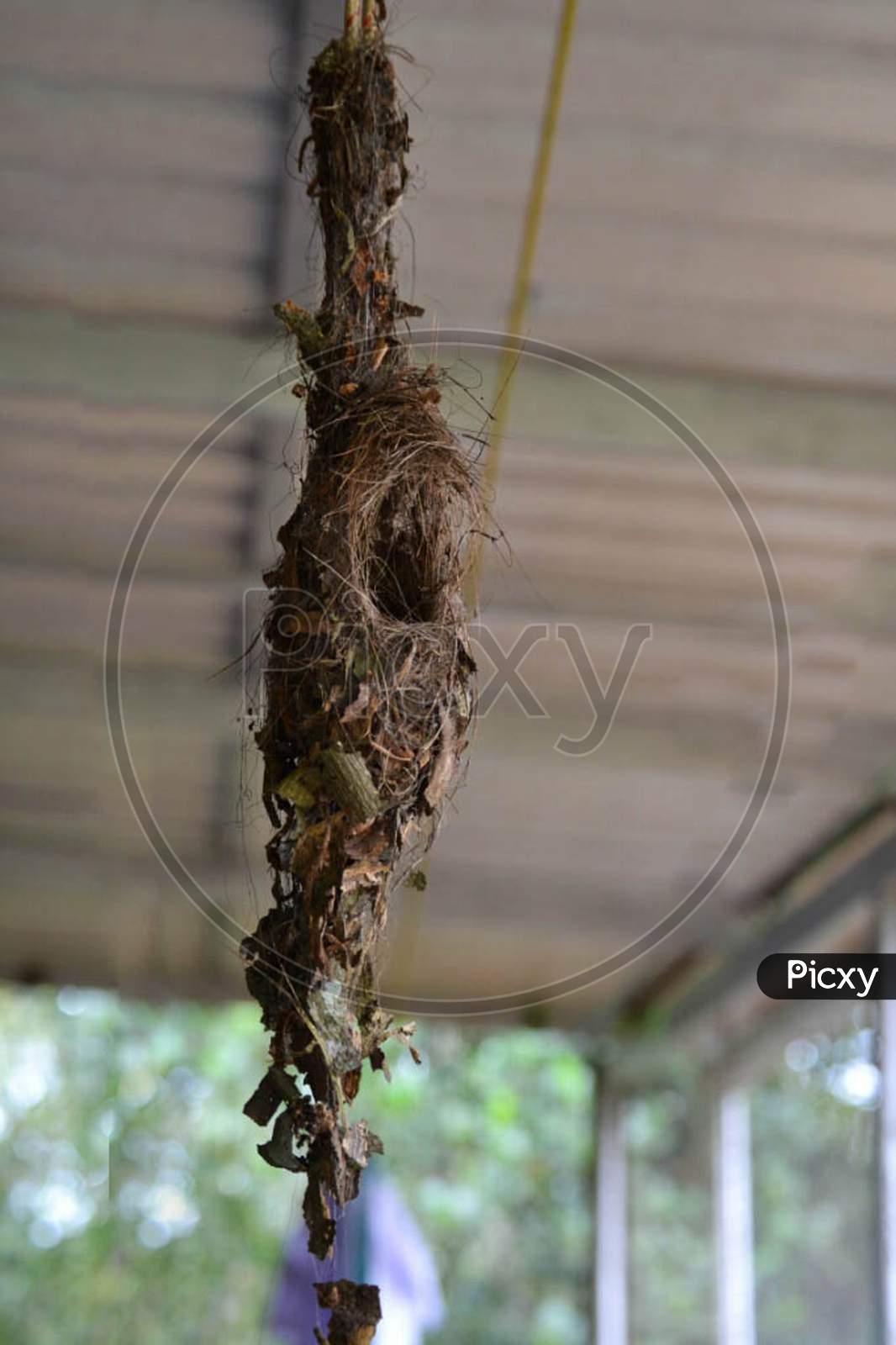 Weaver Birds Nest Hanging In House Terrace In Kerala